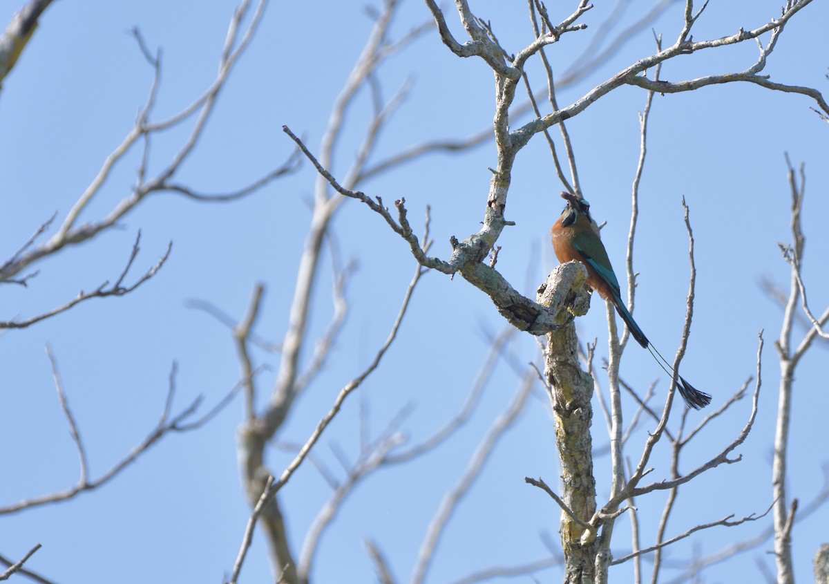 Момот рудочеревий - ML645105330