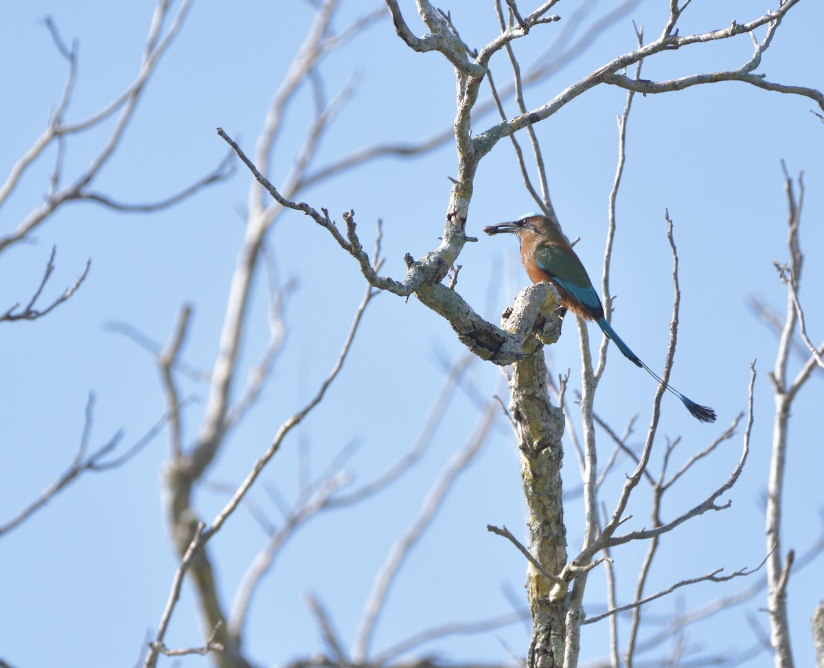 Момот рудочеревий - ML645105331