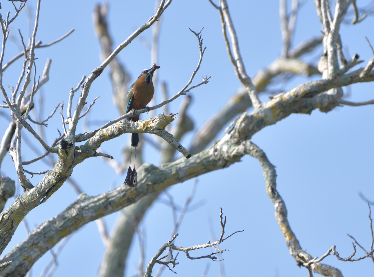 Момот рудочеревий - ML645105332