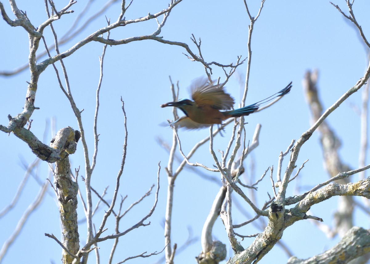 Момот рудочеревий - ML645105333