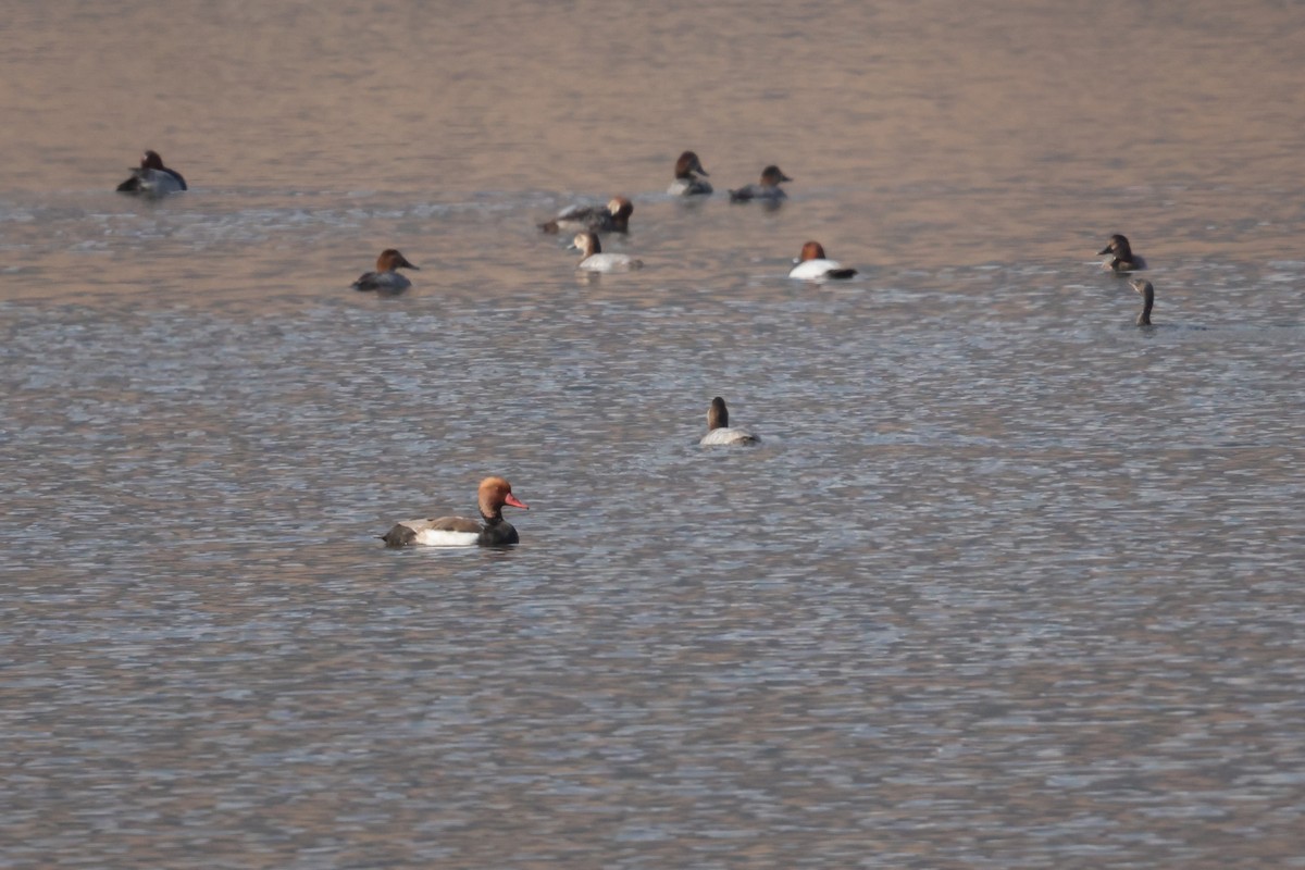Red-crested Pochard - ML645105335