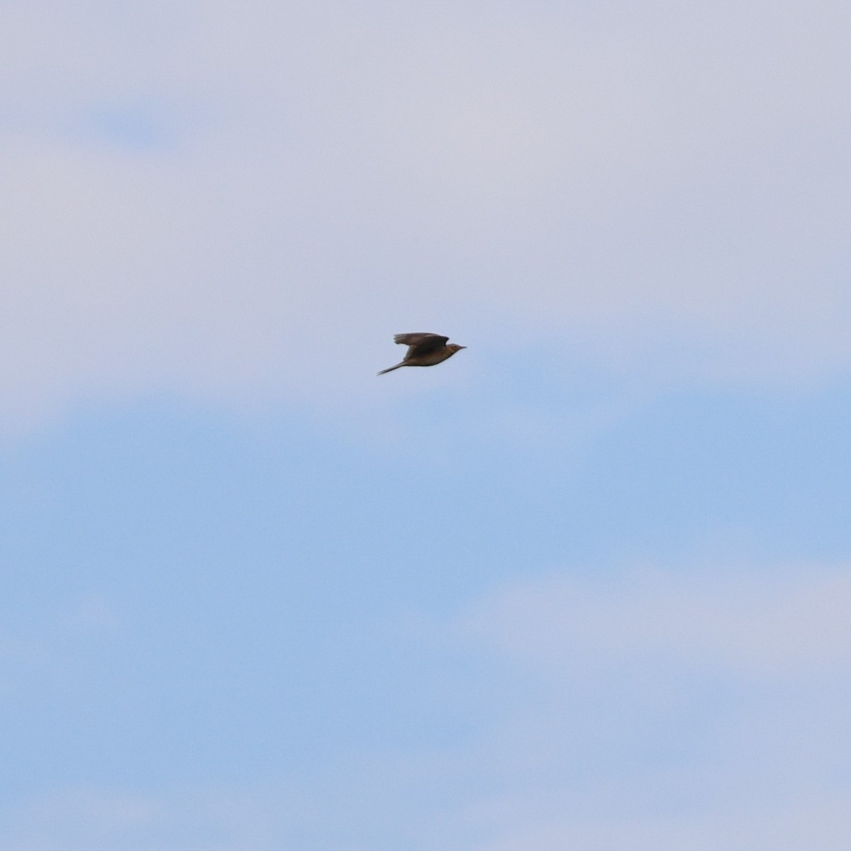 Bisbita de Richard - ML645105340