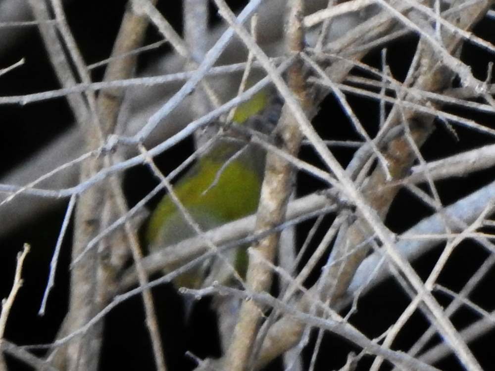 Tennessee Warbler - ML645105366