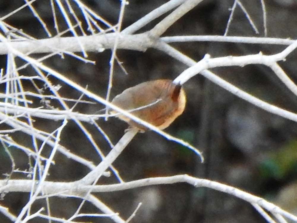 Southern House Wren - ML645105381
