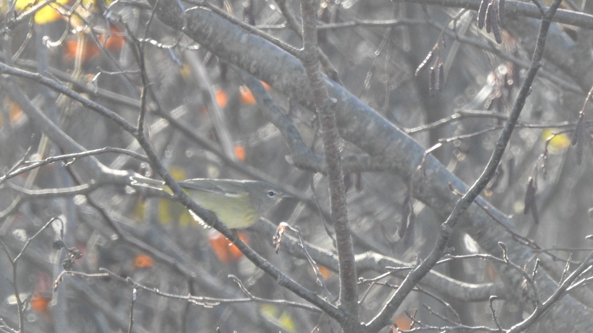 Orange-crowned Warbler - ML645105390