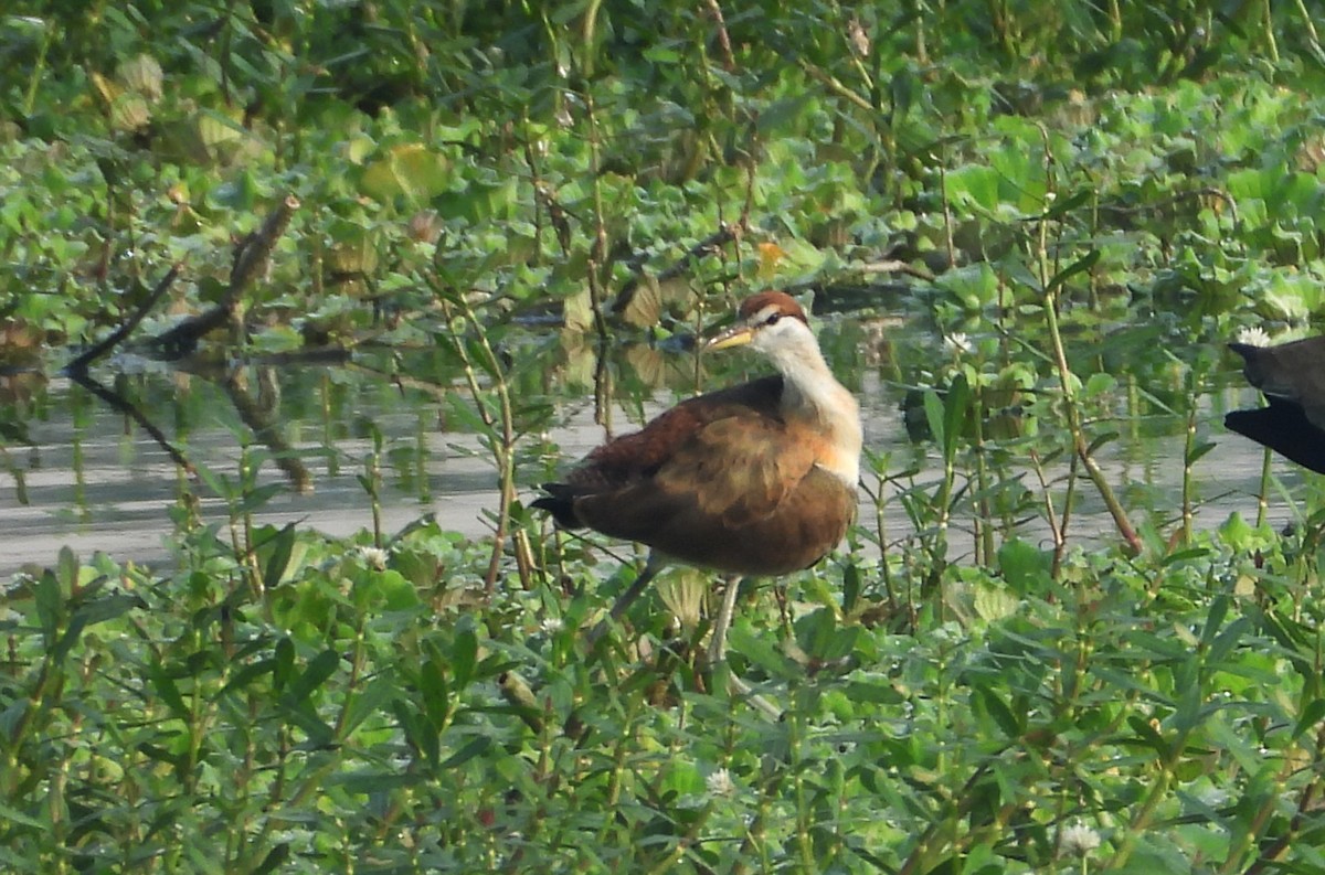 ostnák hnědoocasý - ML645105393