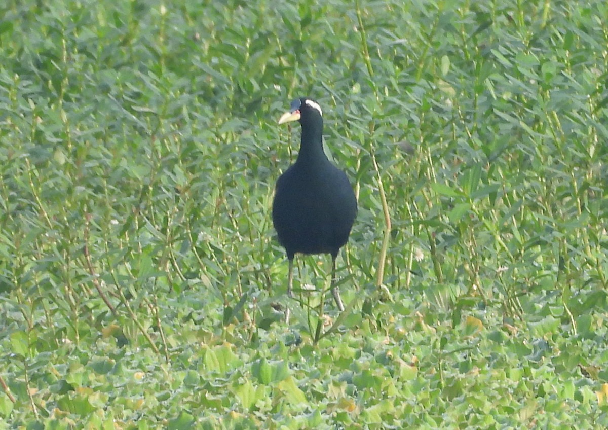 ostnák hnědoocasý - ML645105394