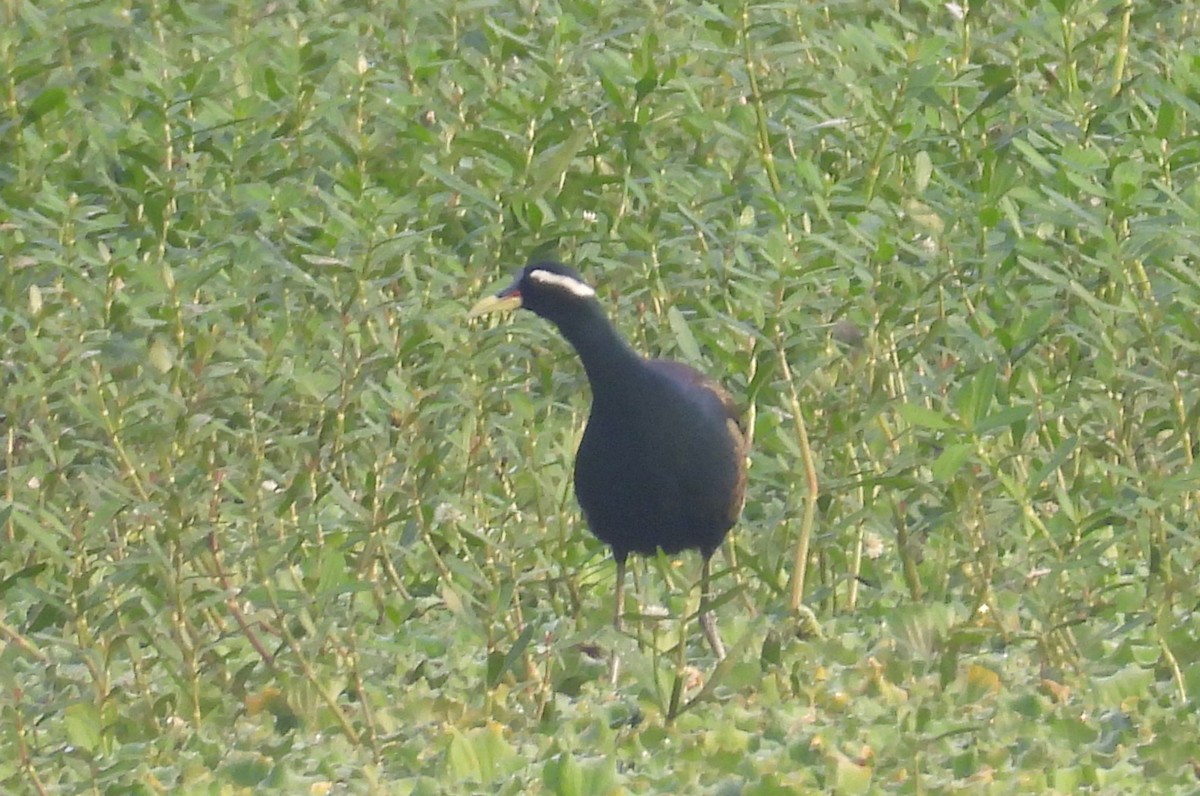 ostnák hnědoocasý - ML645105395