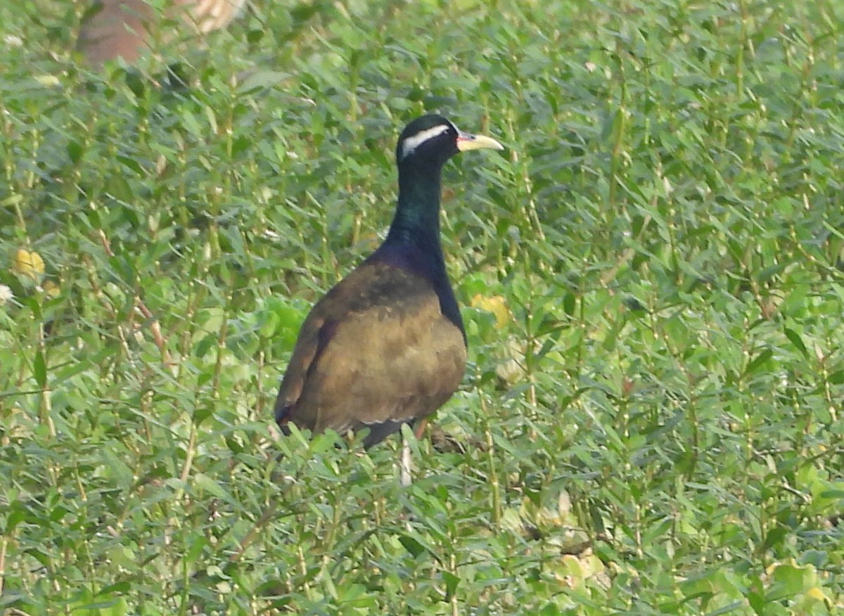 ostnák hnědoocasý - ML645105396