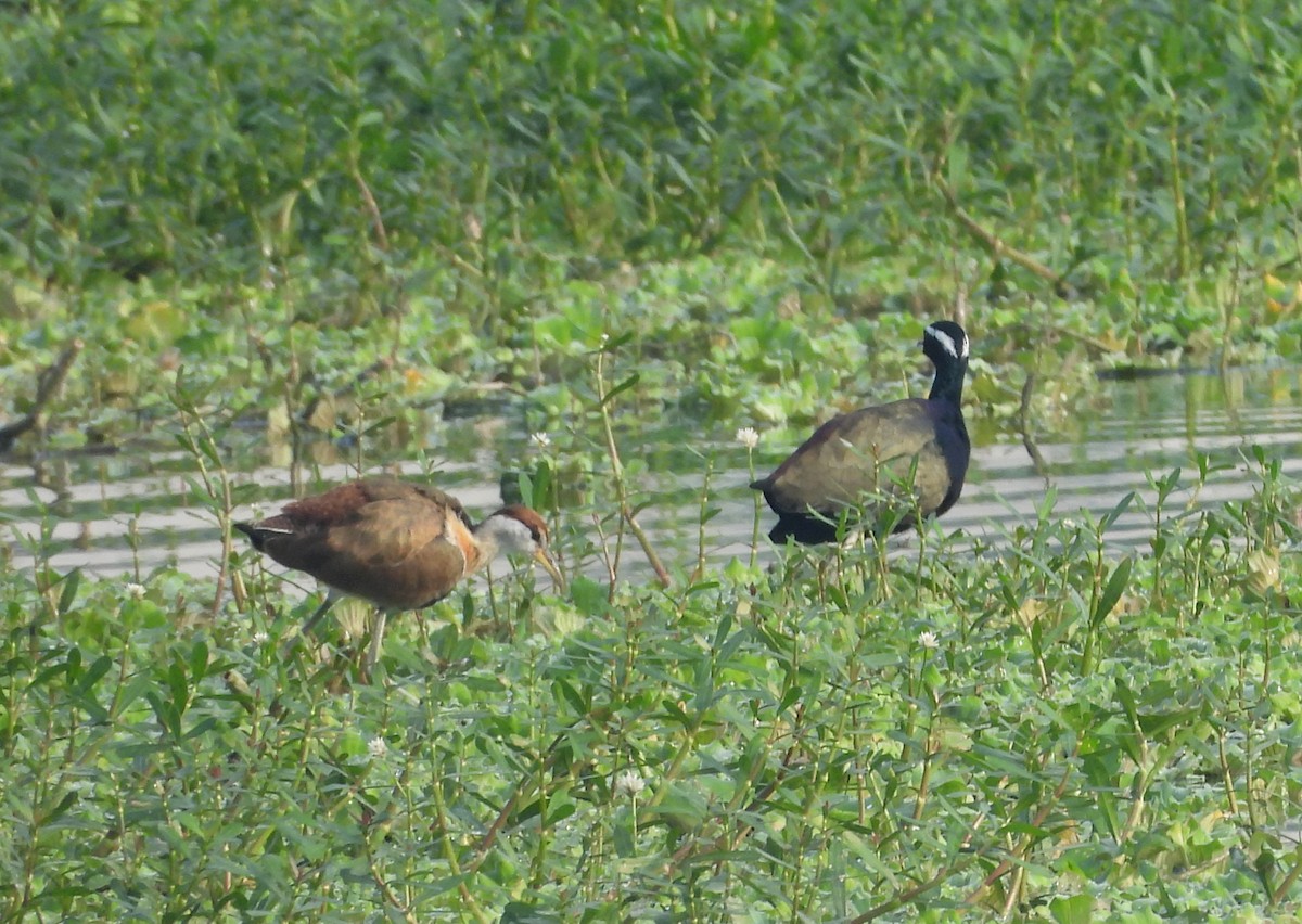 ostnák hnědoocasý - ML645105397