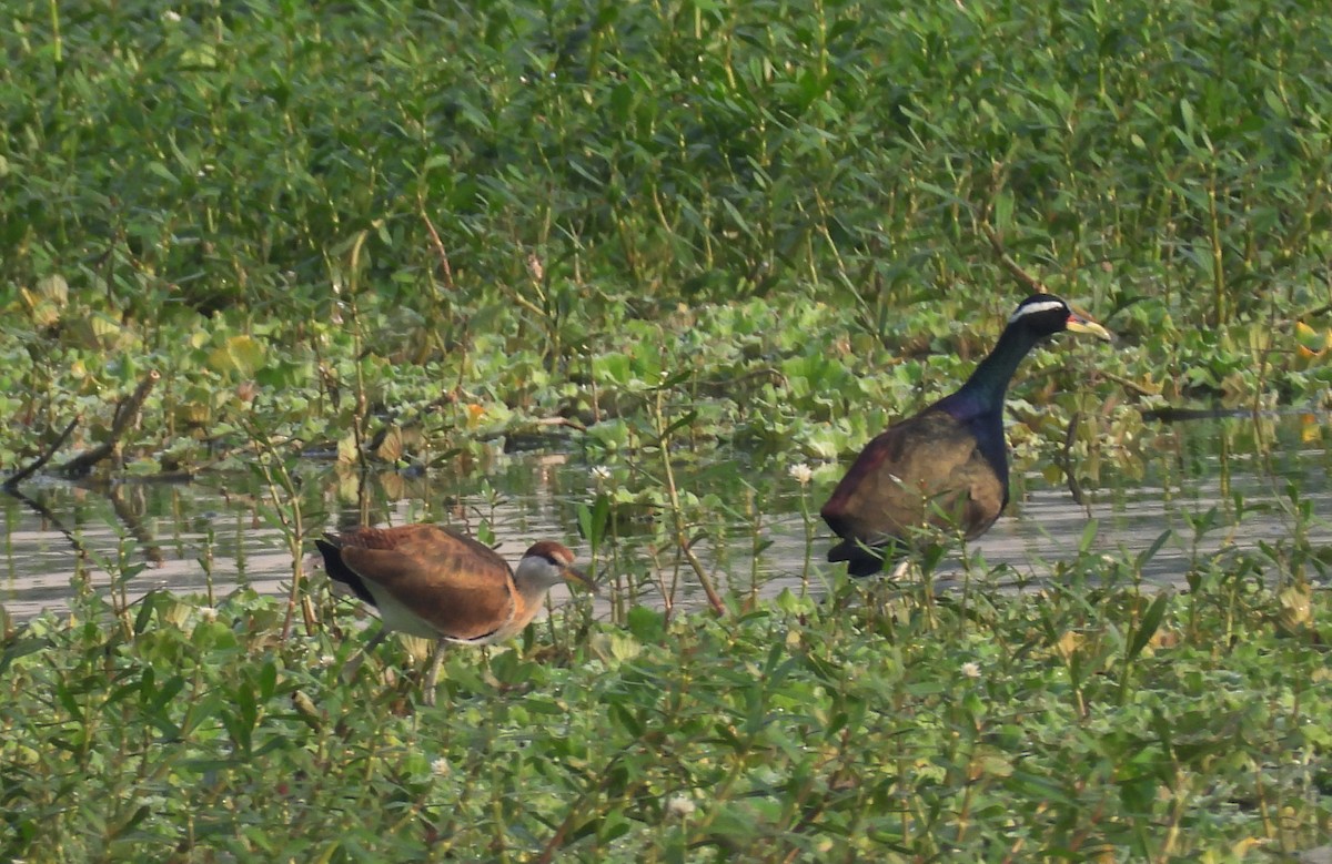 ostnák hnědoocasý - ML645105398