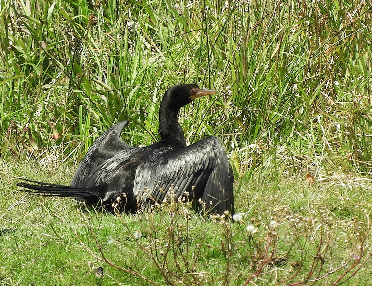 kormorán dlouhoocasý - ML645105399