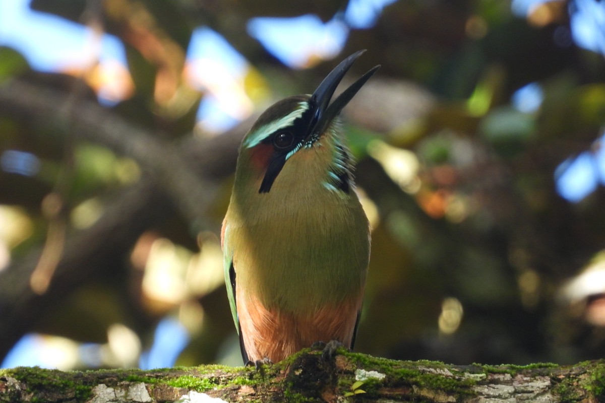 Момот рудочеревий - ML645105417