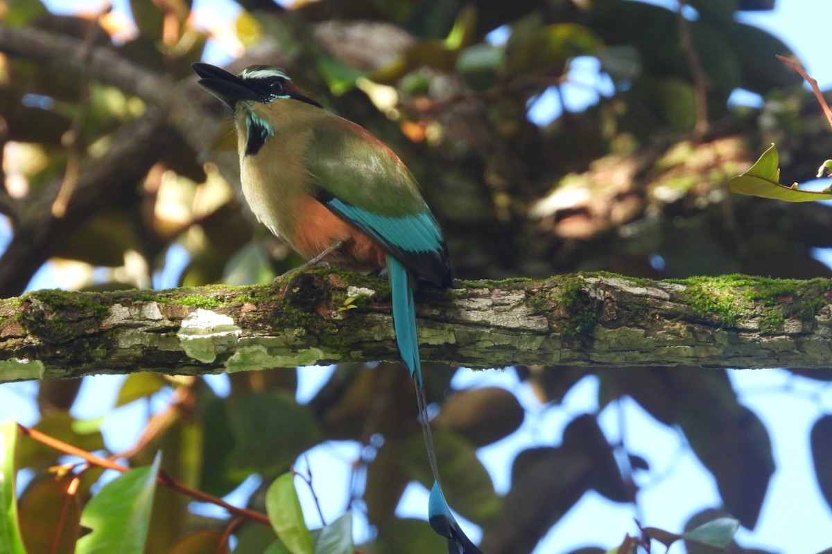 Момот рудочеревий - ML645105418