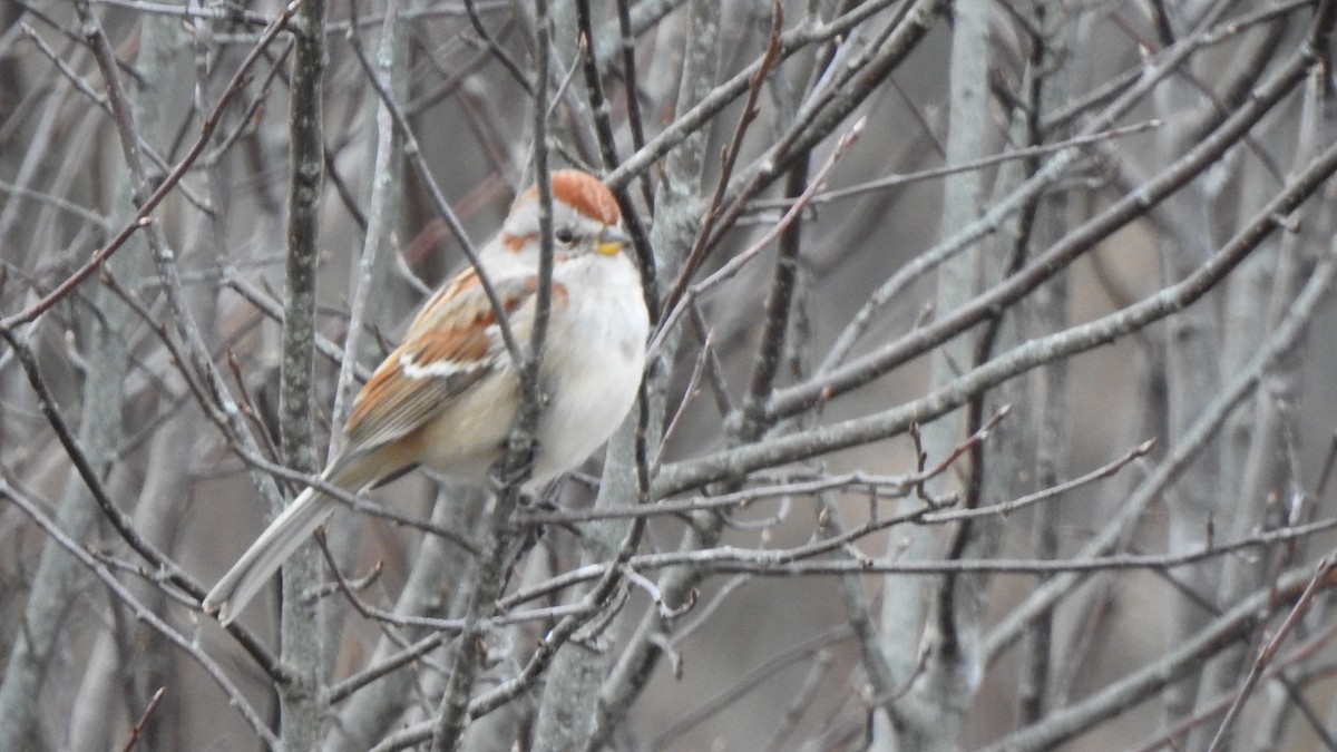 American Tree Sparrow - ML645105426