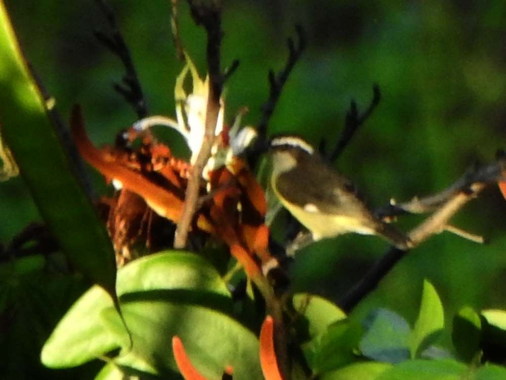 Sucrier à ventre jaune - ML645105428