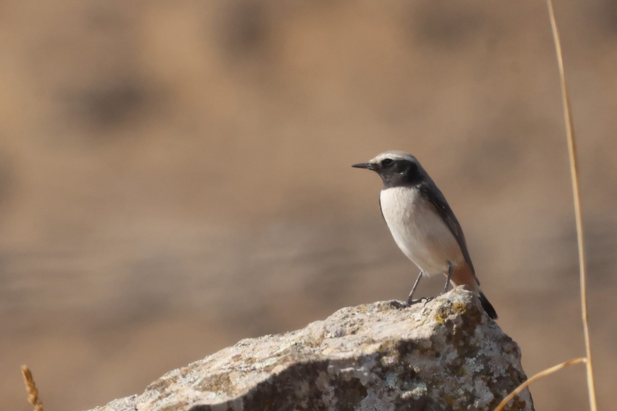 Kurdish Wheatear - ML645105455