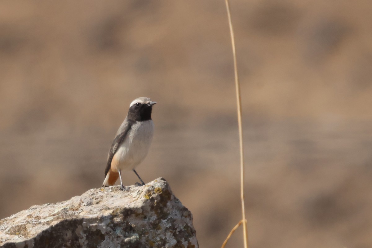 Kurdish Wheatear - ML645105456