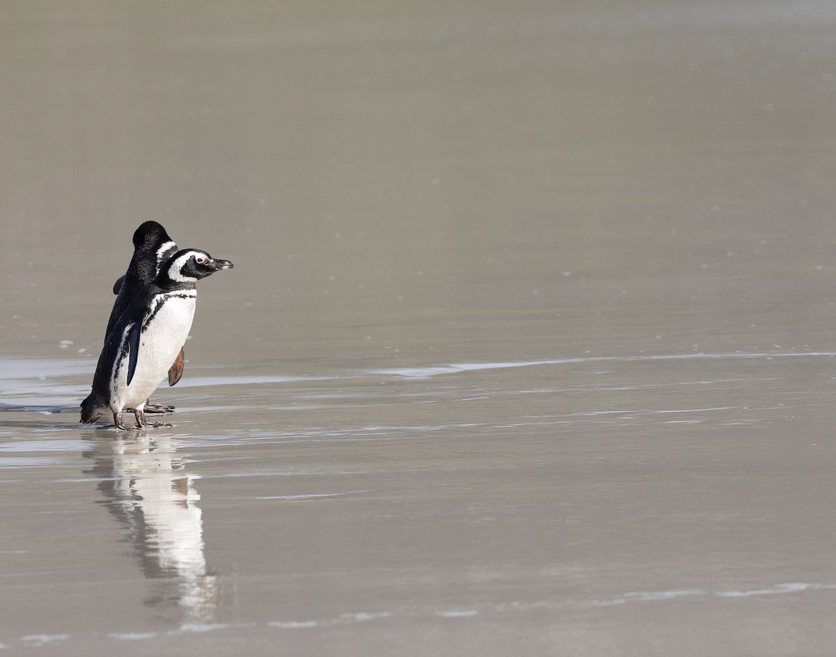 Magellanpinguin - ML645105464