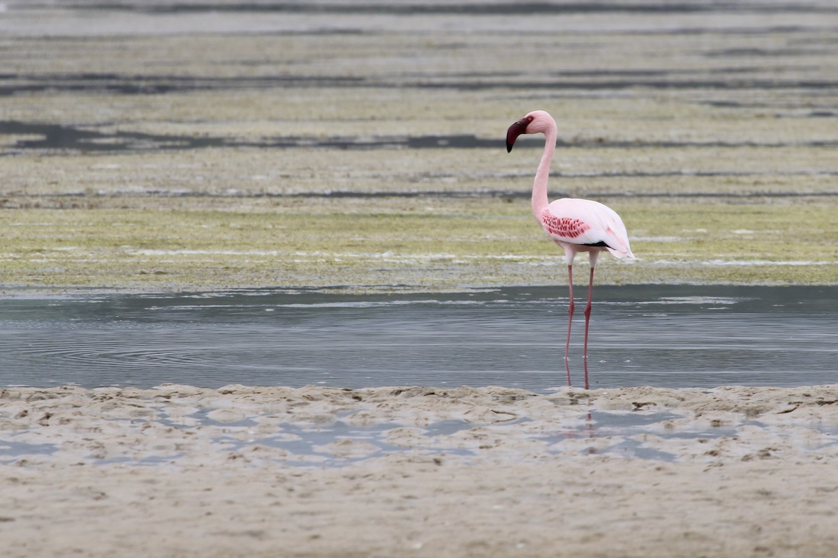 Zwergflamingo - ML645105468