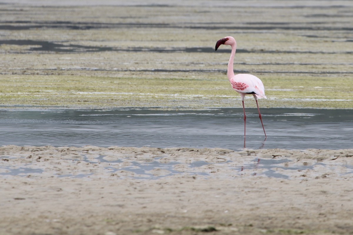 Zwergflamingo - ML645105469