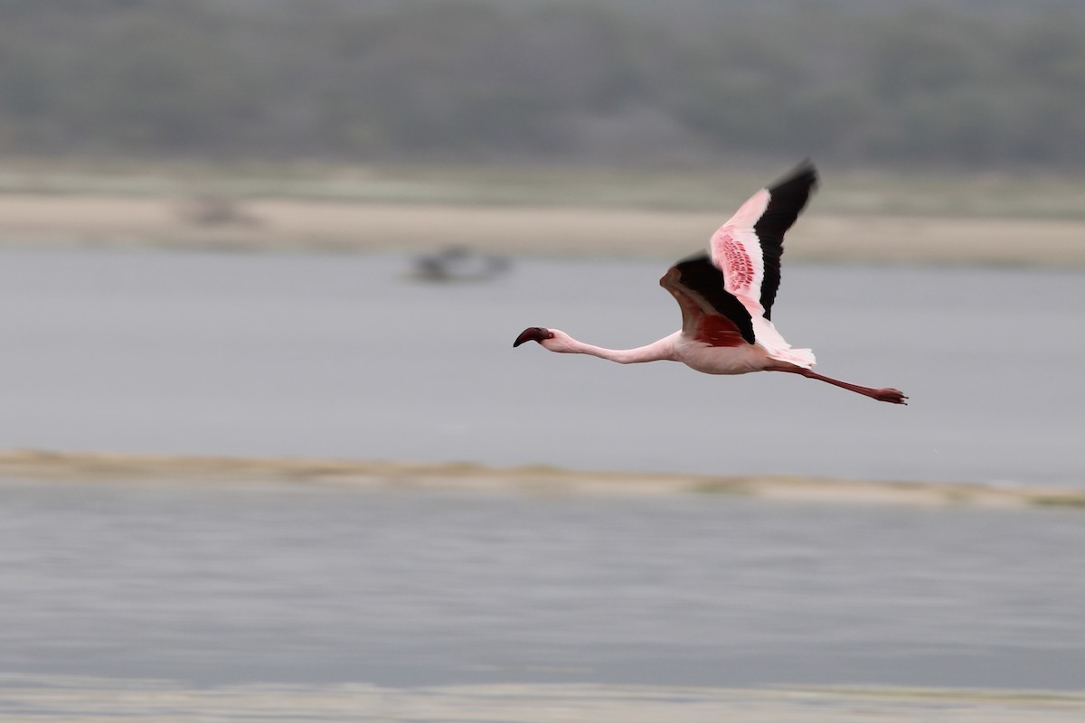 Zwergflamingo - ML645105470