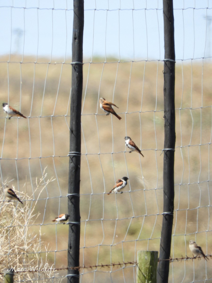 Black-headed Canary - ML645105486