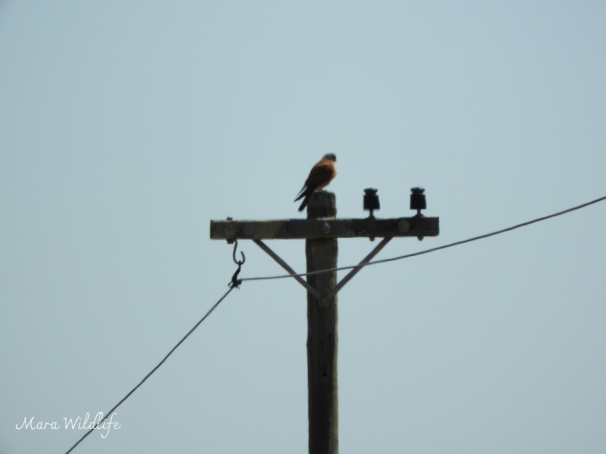 Скальная пустельга - ML645105487