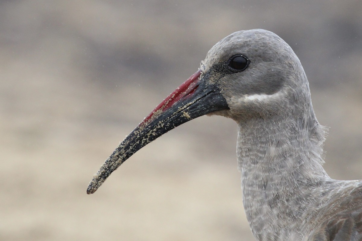 Hadada Ibis - ML645105515