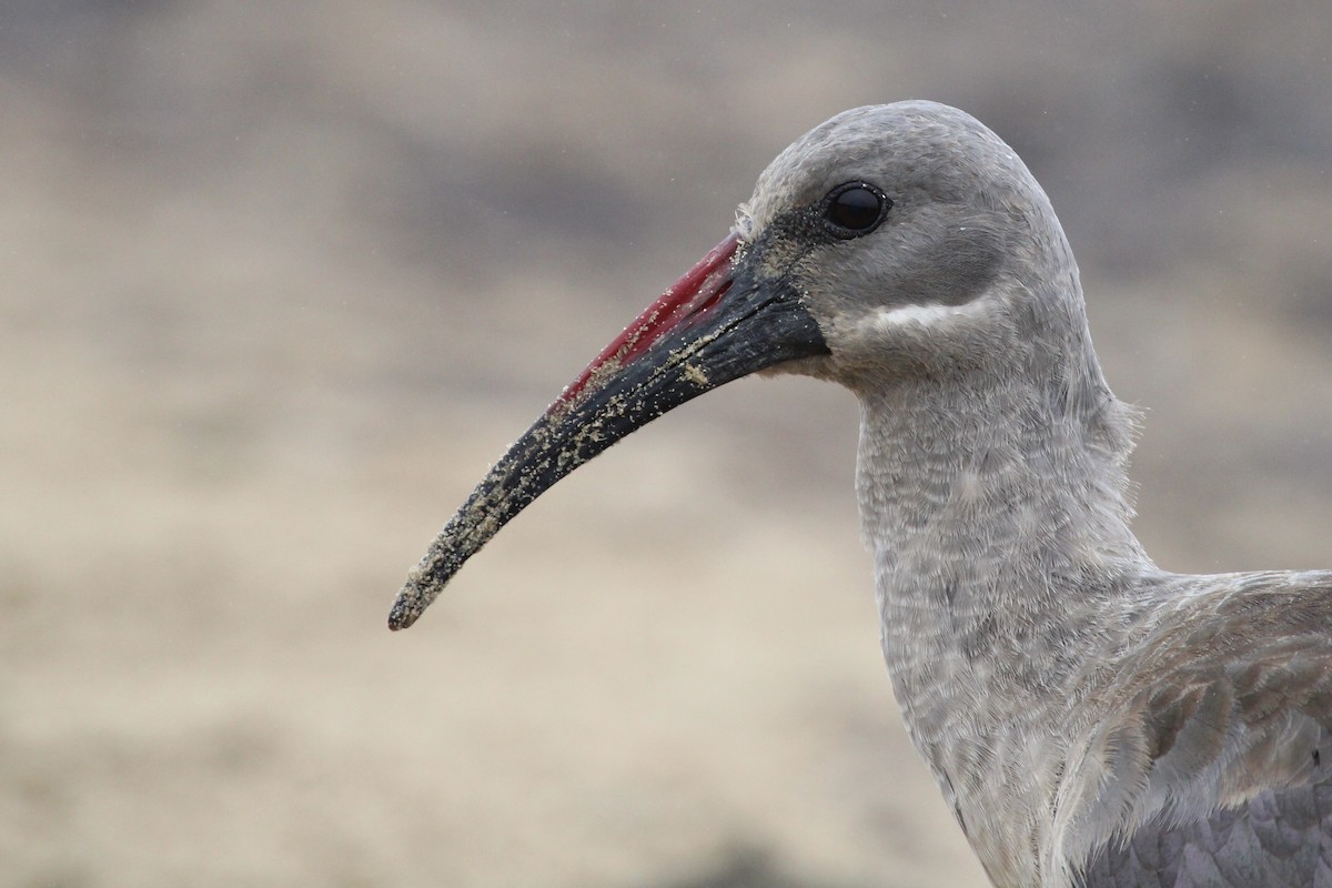 Hadada Ibis - ML645105516