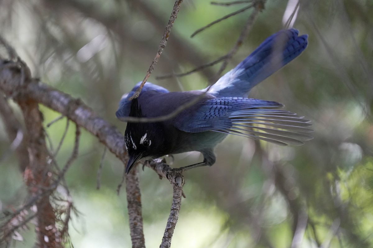 Стеллерова сойка - ML645105519