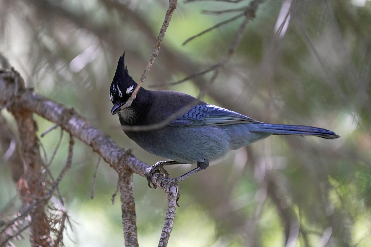 Стеллерова сойка - ML645105520