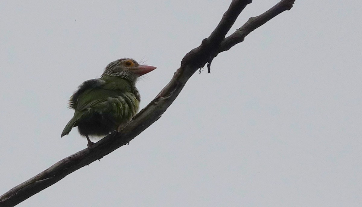 シロボシオオゴシキドリ - ML645105524