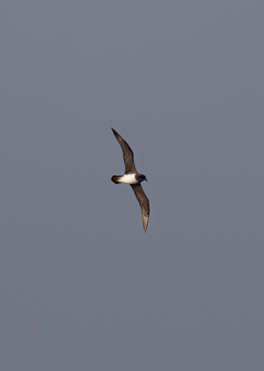 Atlantic Petrel - ML645105553