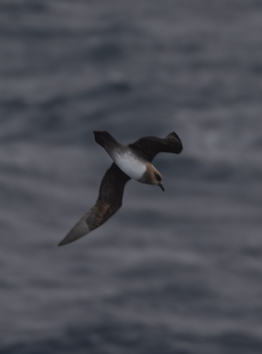Atlantic Petrel - ML645105554