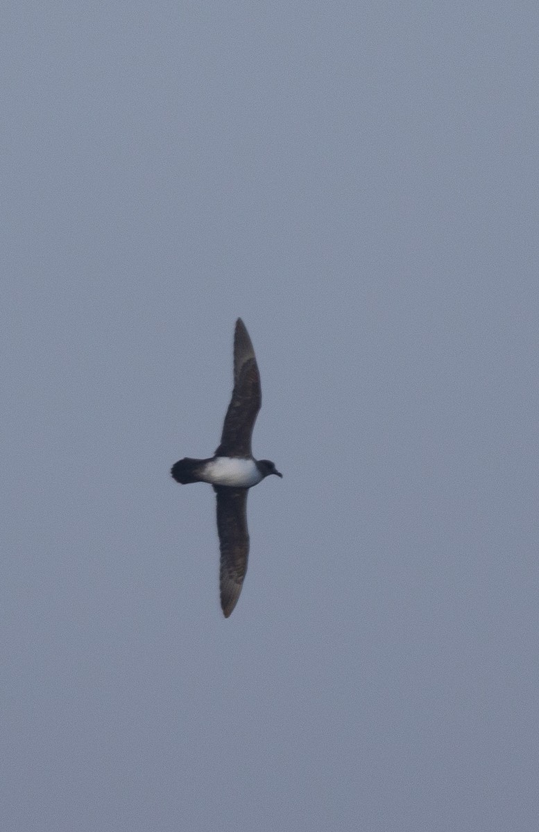 Atlantic Petrel - ML645105555