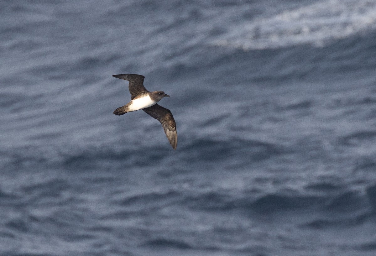 Atlantic Petrel - ML645105556