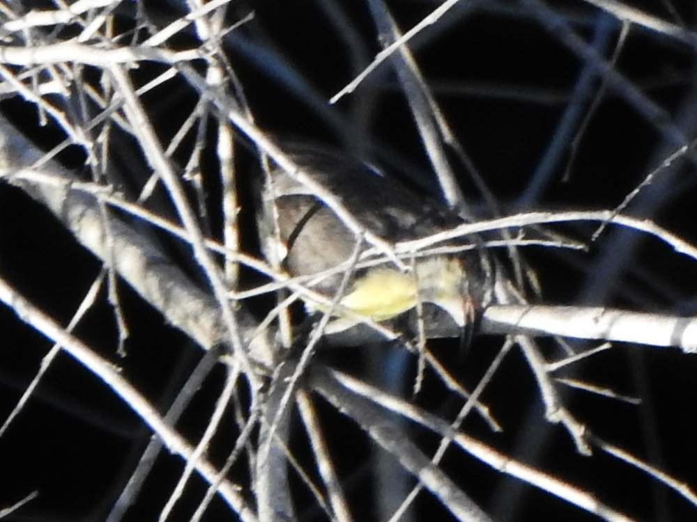 Sucrier à ventre jaune - ML645105566