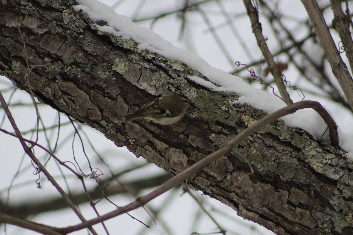 Golden-crowned Kinglet - ML645105567