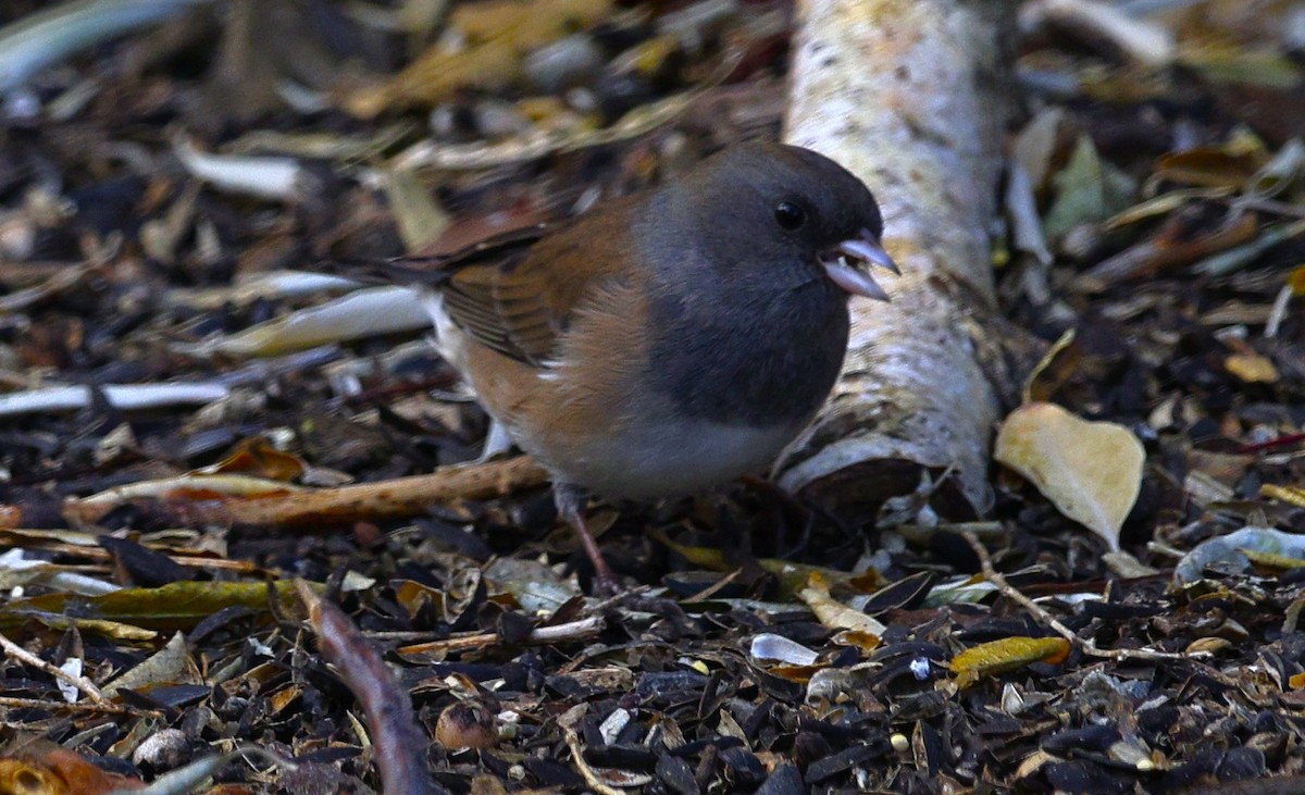 Junco Ojioscuro - ML645105569