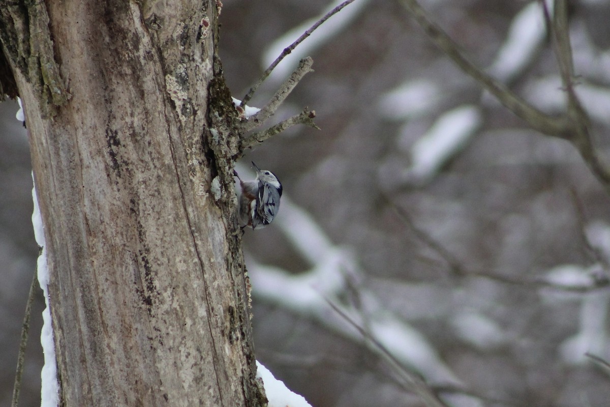 White-breasted Nuthatch - ML645105574