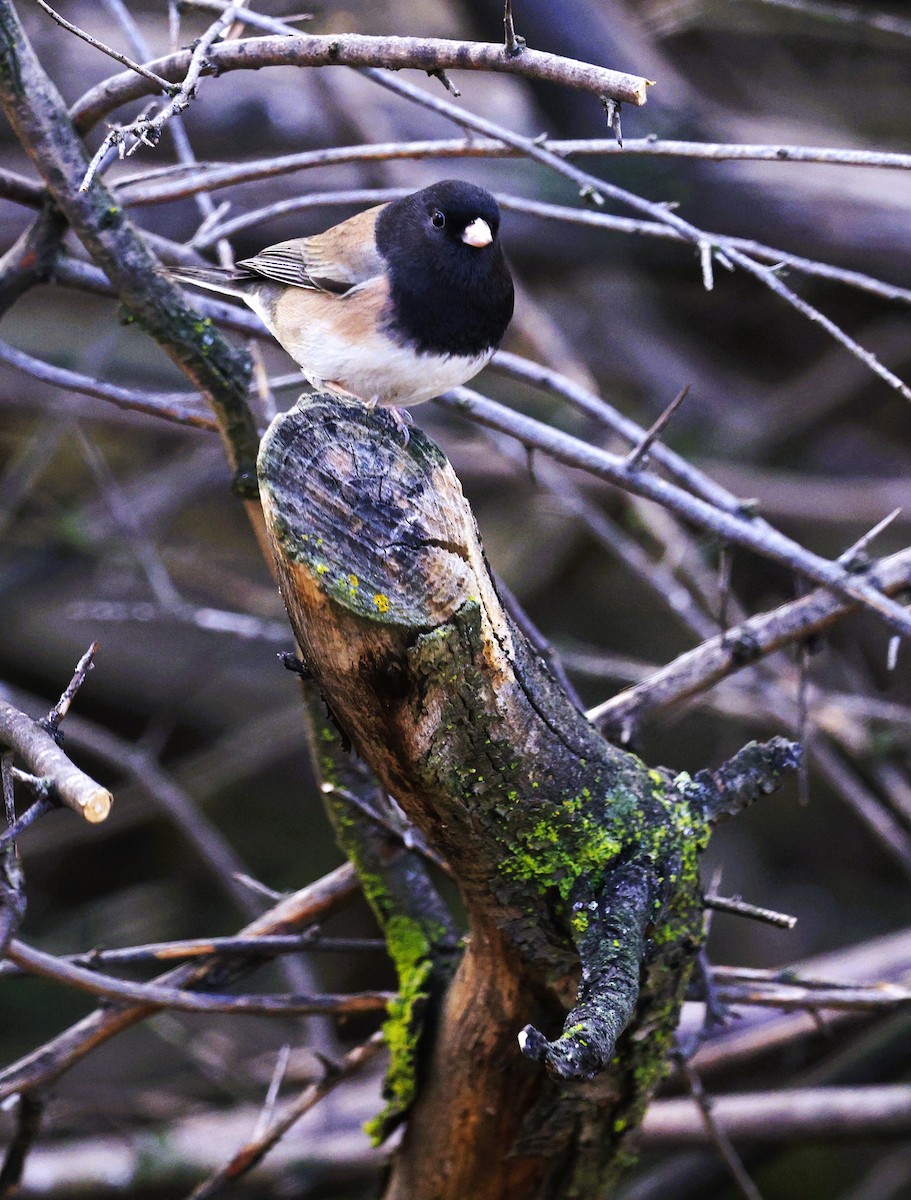 Junco Ojioscuro - ML645105578