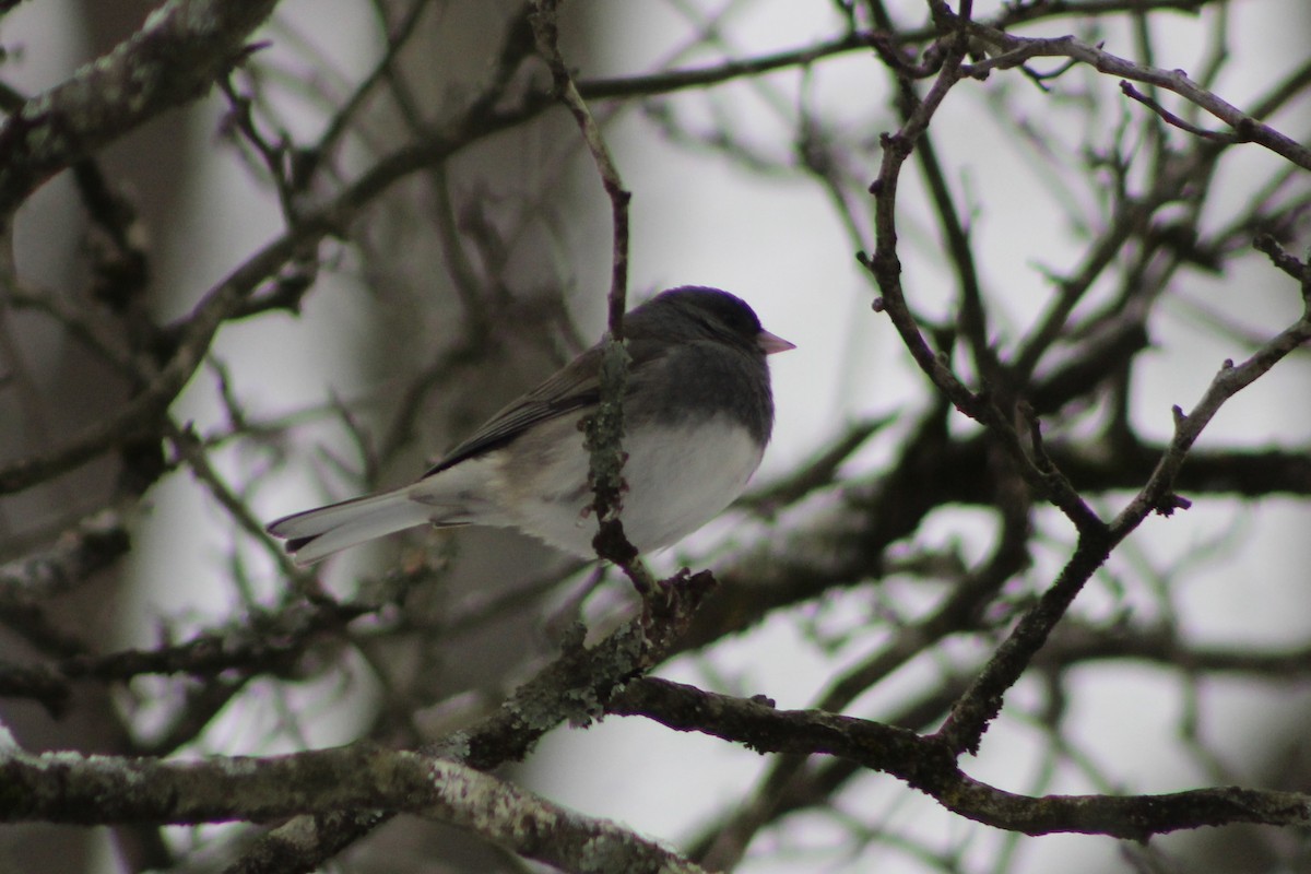 Junco Ojioscuro - ML645105586