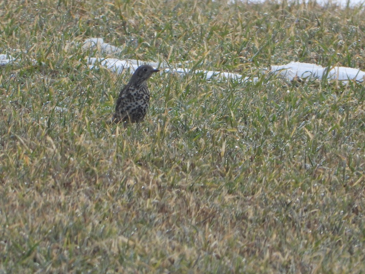 槲鶇 - ML645105587