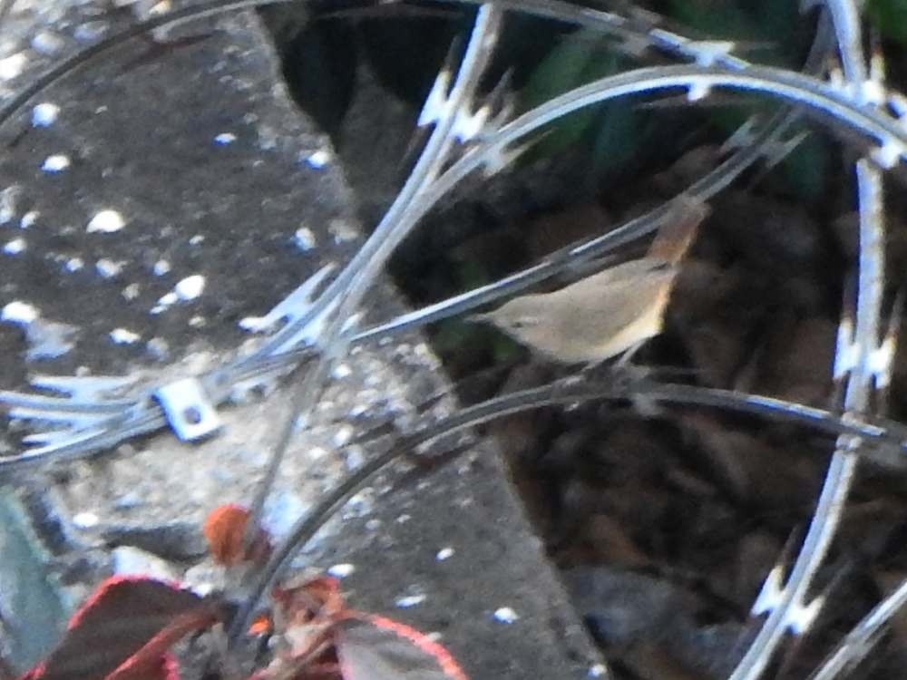 Southern House Wren - ML645105599