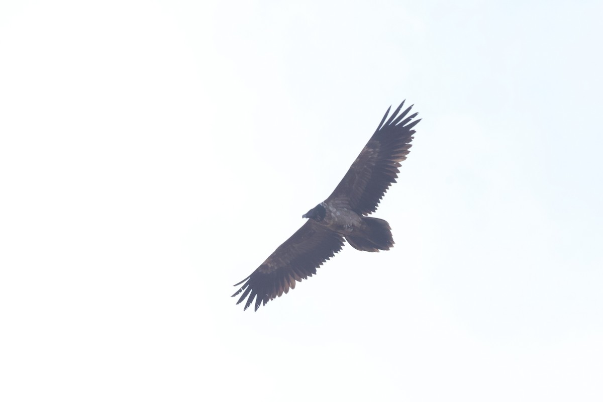 Bearded Vulture - ML645105601