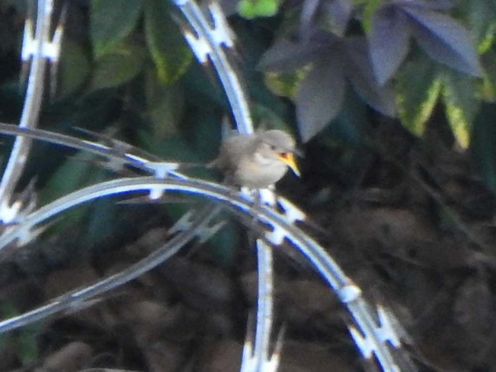 Southern House Wren - ML645105604