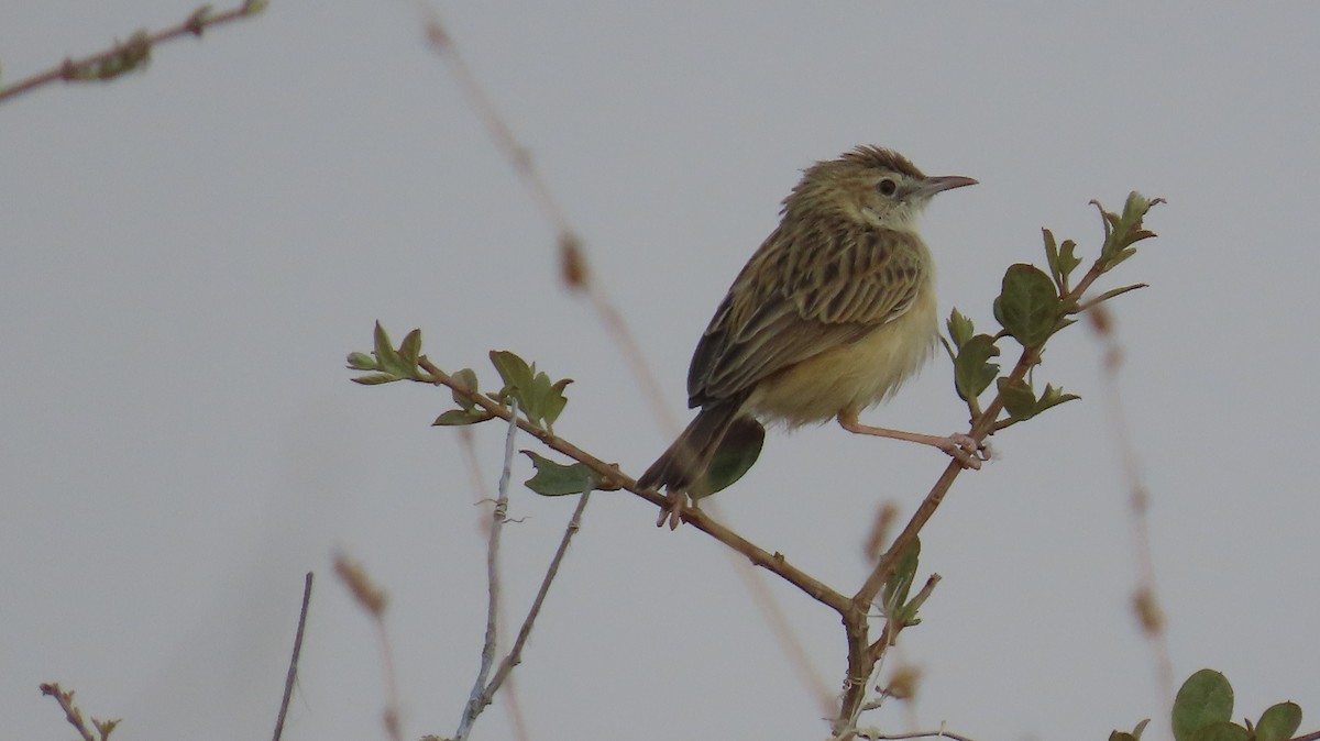 Desert Cisticola - ML645105605