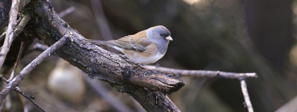 Junco Ojioscuro - ML645105606
