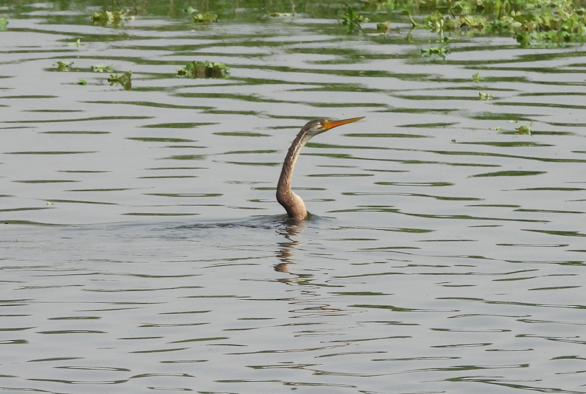 Anhinga roux - ML645105607